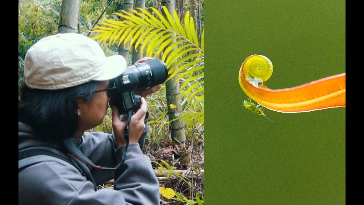 微距摄影师在森林里拍植物Vlog｜macro photography in the forest