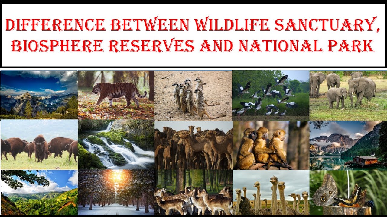 Difference between Wildlife Sanctuary, Biosphere Reserves and National Park