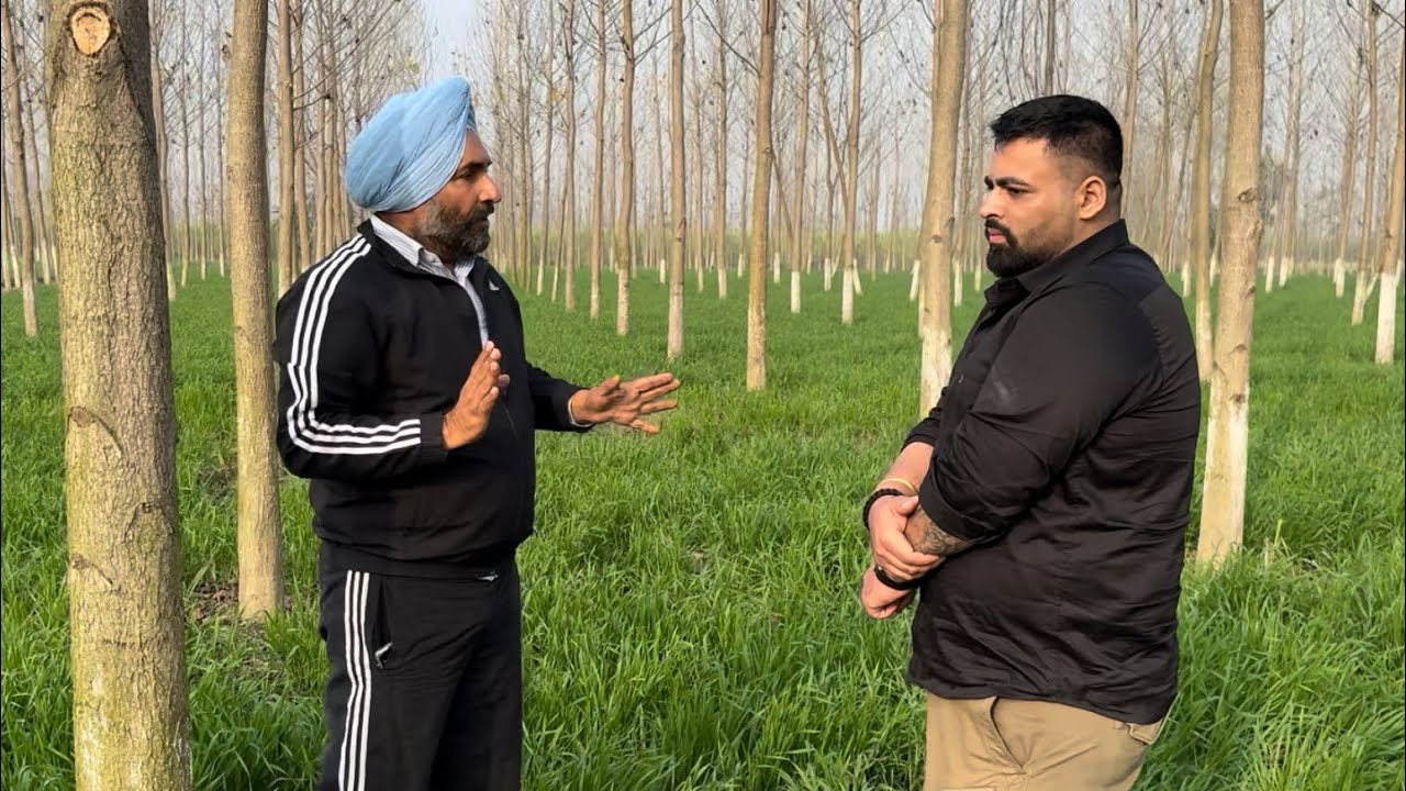 PART 1 - बैंक ऑफ़ अमेरिका की नौकरी छोड़ पॉप्लर की खेती करना चाहता है नौजवान किसान | Poplar ki kheti