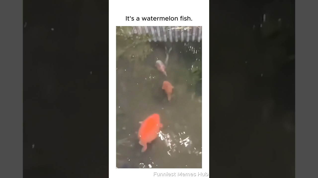 Dank Memes 😭 Part 94
