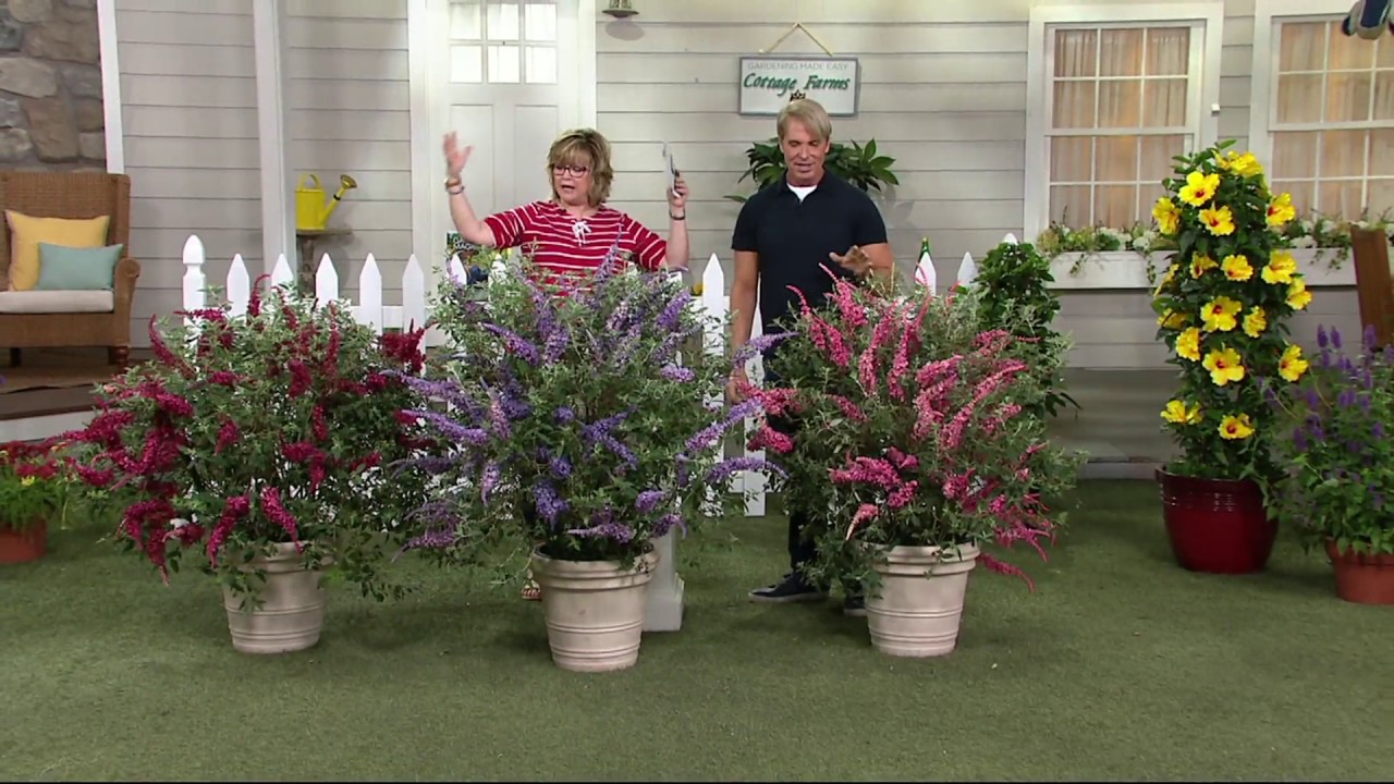 Cottage Farms 3-piece Garden Idols Butterfly Bush Collection on QVC