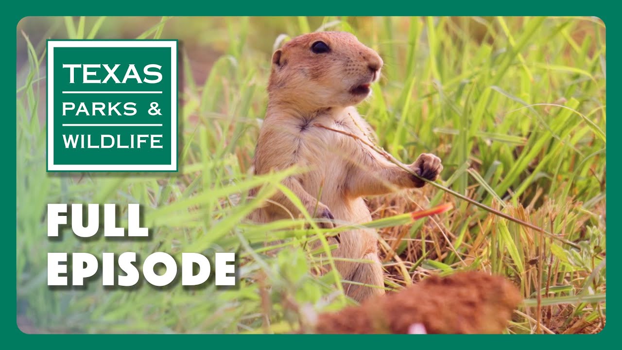 Пеший маршрут «Одинокая звезда» и государственный парк «Южный Ллано-Ривер» | Сериал «Парки и дика...