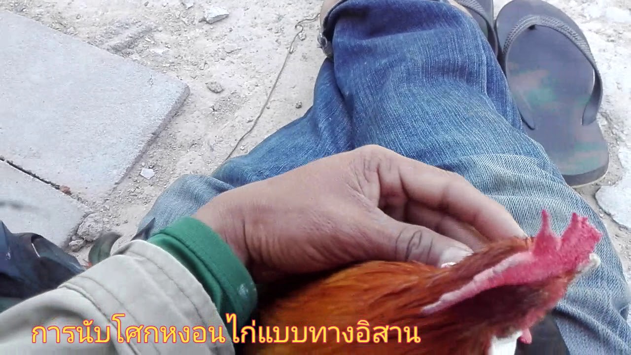 โศกหงอนไก่หมานสูตรโบราณ ทางภาคอิสาน (นับจักรหงอนไก่)