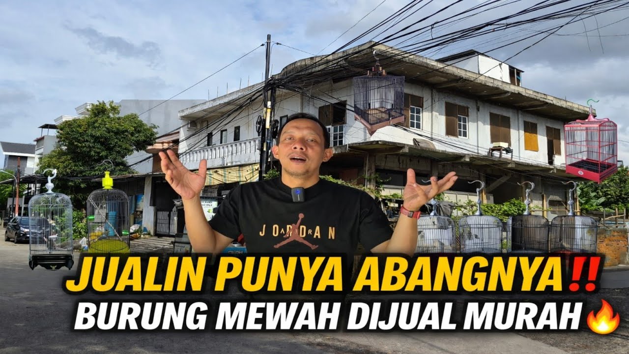 NGEJUALIN PUNYA ABANGNYA‼️KOLEKSI BURUNG GACORAN MEWAH DIJUAL MURAH 🔥 | KFT SF CENGKARENG