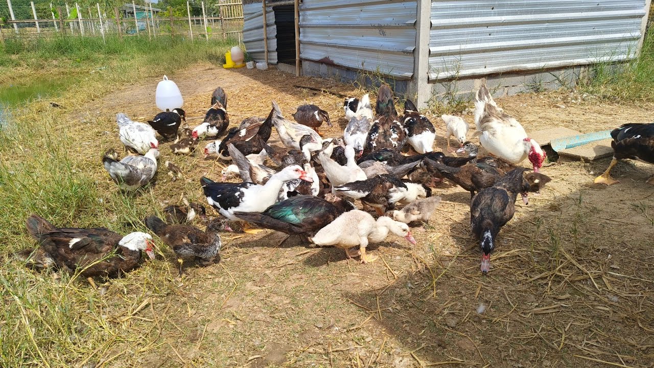 Our Muscovy ducks in thailand