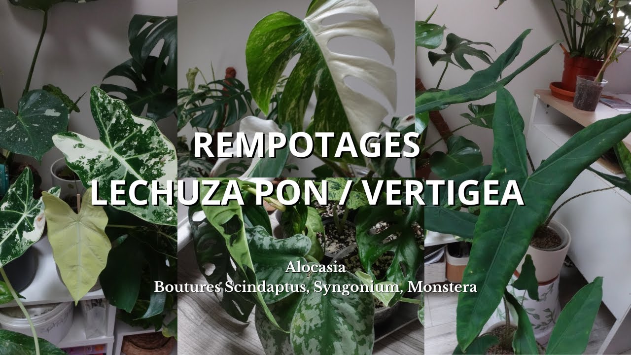 REMPOTAGES PON / VERTIGEA |  Alocasia, boutures de Scindaptus, Monstera, Syngonium
