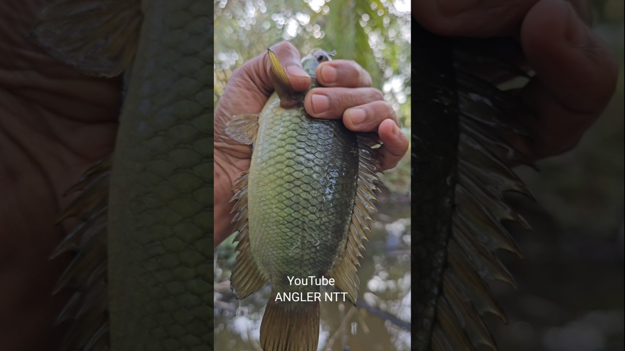 Ikan betok super besar yg berhasil di pancing pemancing liar
