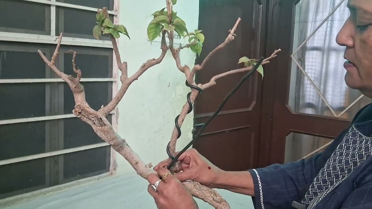 Old Bougainvillea makeover,  new look