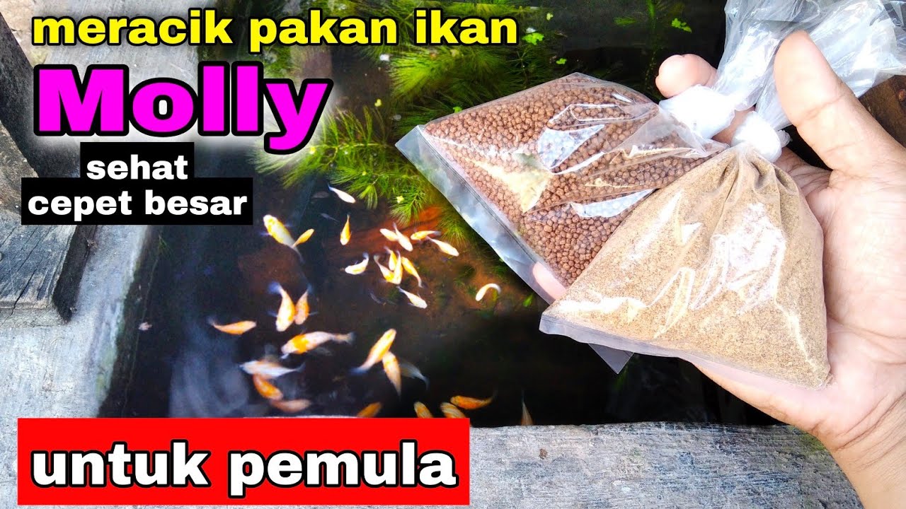 Pakan ikan yang bugus untuk ikan molly , kita bikin sendiri yuk... ikan molly lahap dan cepet besar