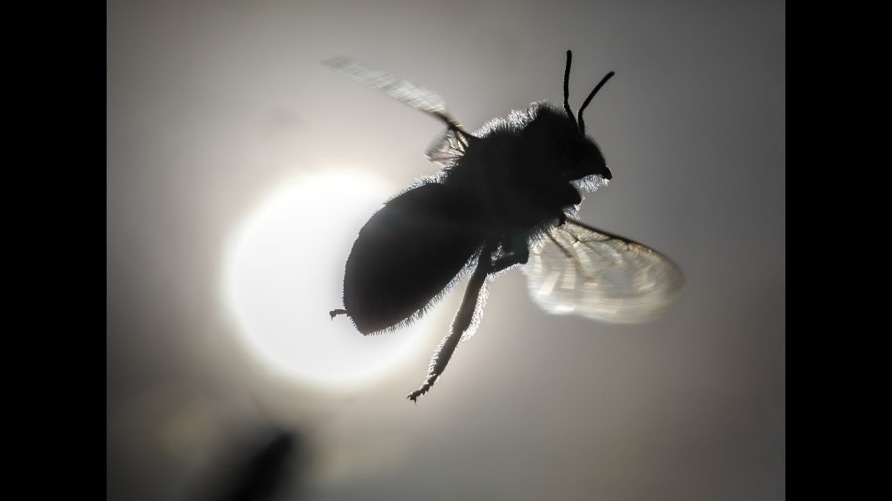 Großes Insektensterben in Deutschland