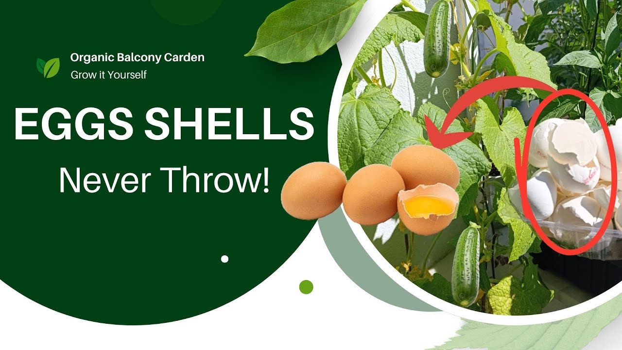 3 Genius Kitchen Hacks to Boost Plant Growth