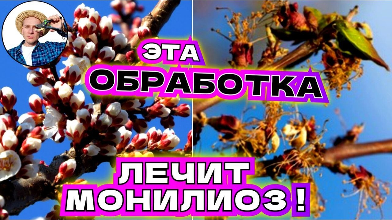 НАЧАЛО ЦВЕТЕНИЯ:  Архиважная Обработка от Монилиоз Абрикоса и Персика! Сейчас Решается Все!