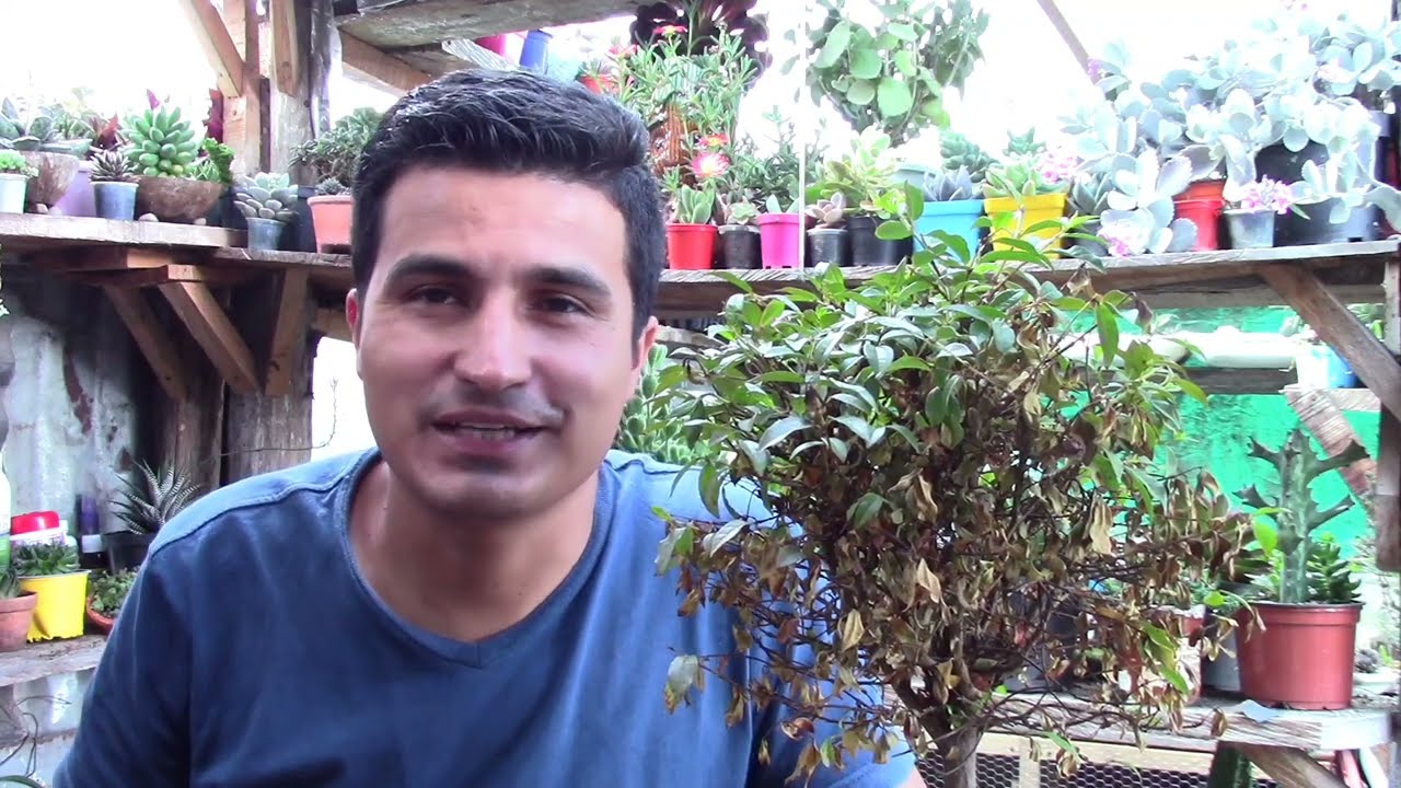 cómo recuperar un BONSAI casi muerto