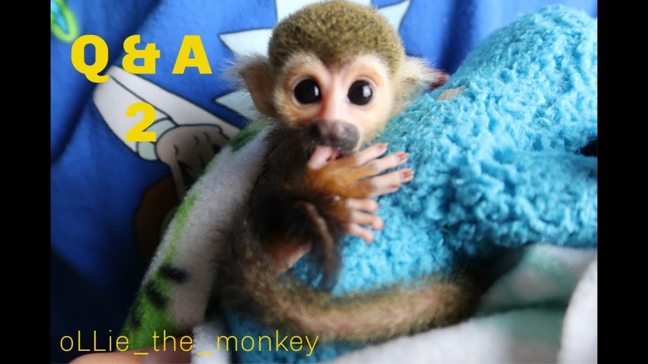 Baby Monkey oLLie Q&A 2