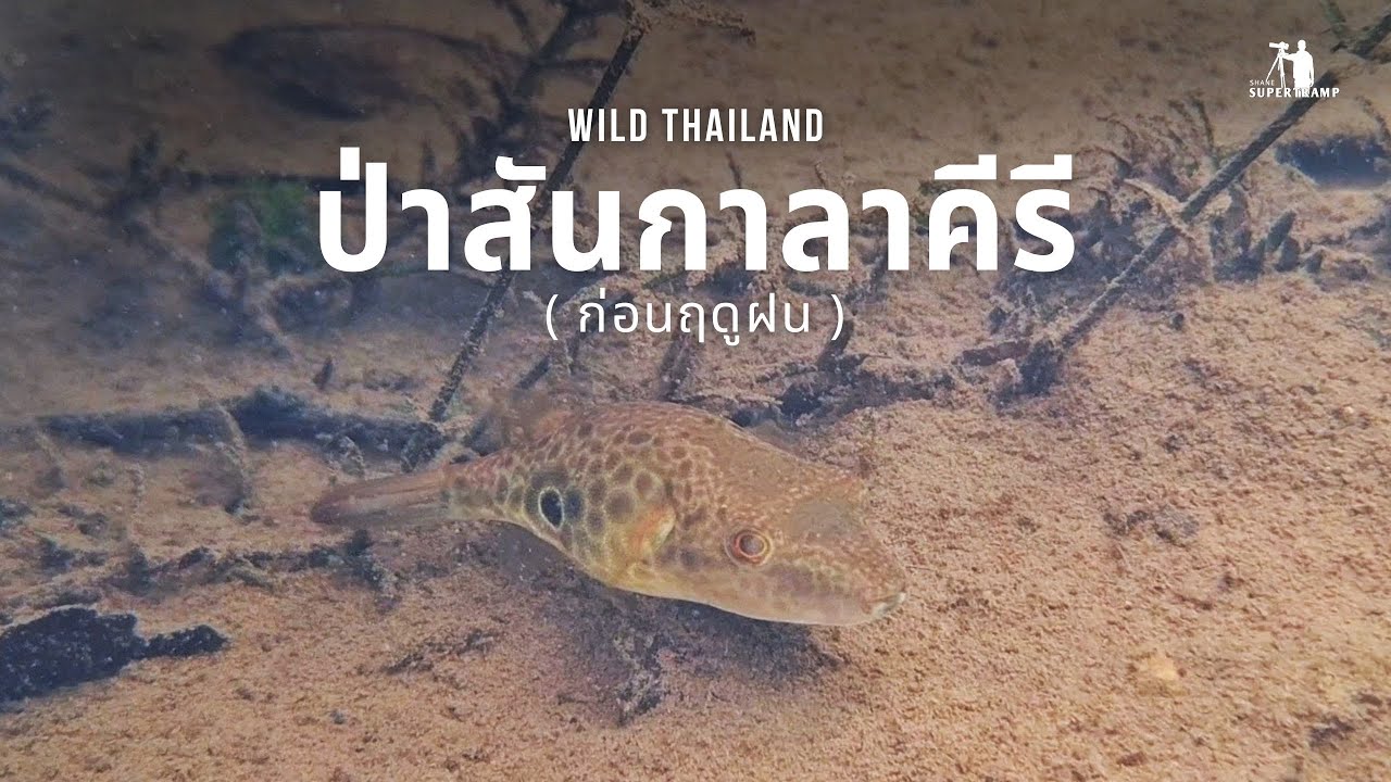 Wild Thailand | Sankalakhiri Forest | (Before the rainy season)
