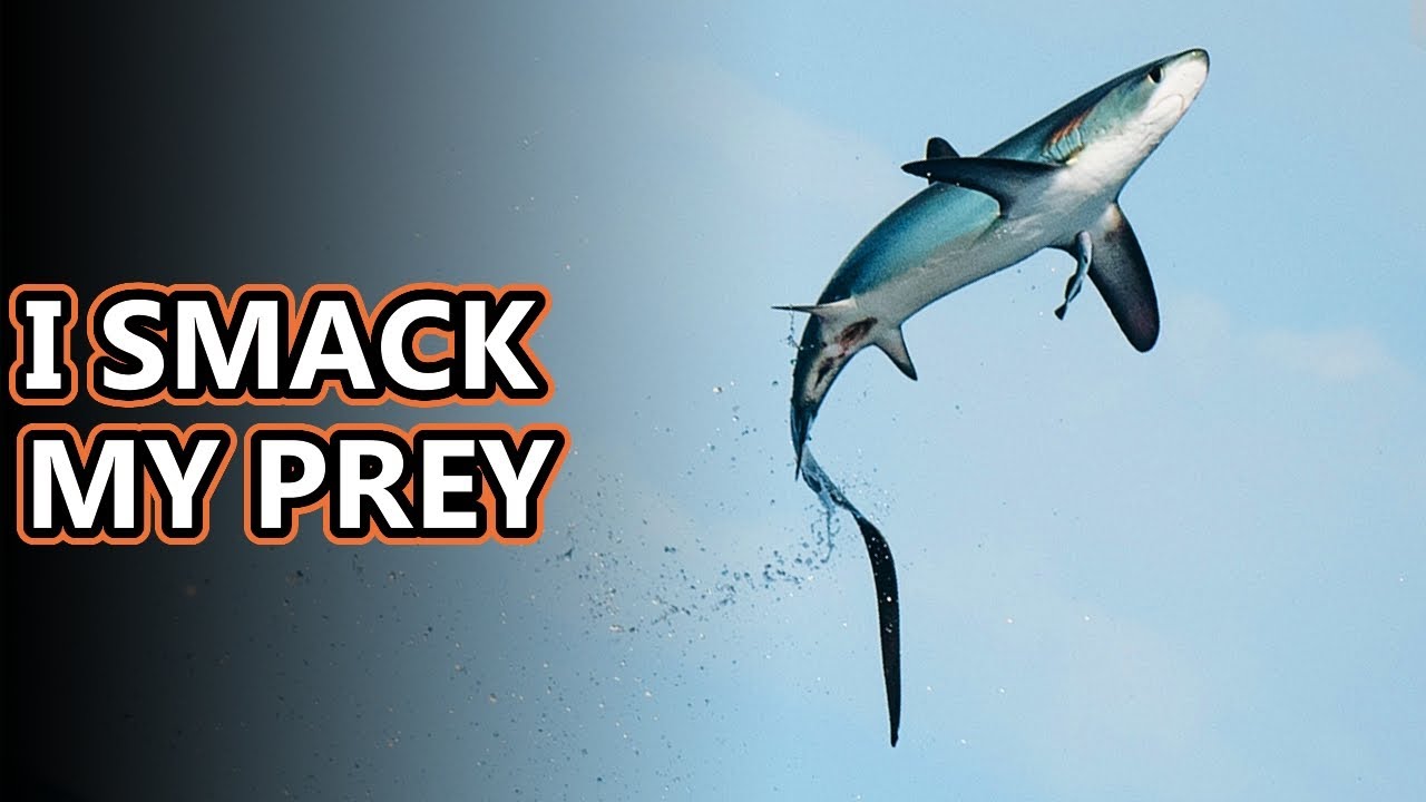 Thresher Shark facts: I whip my tail back and forth | Animal Fact Files