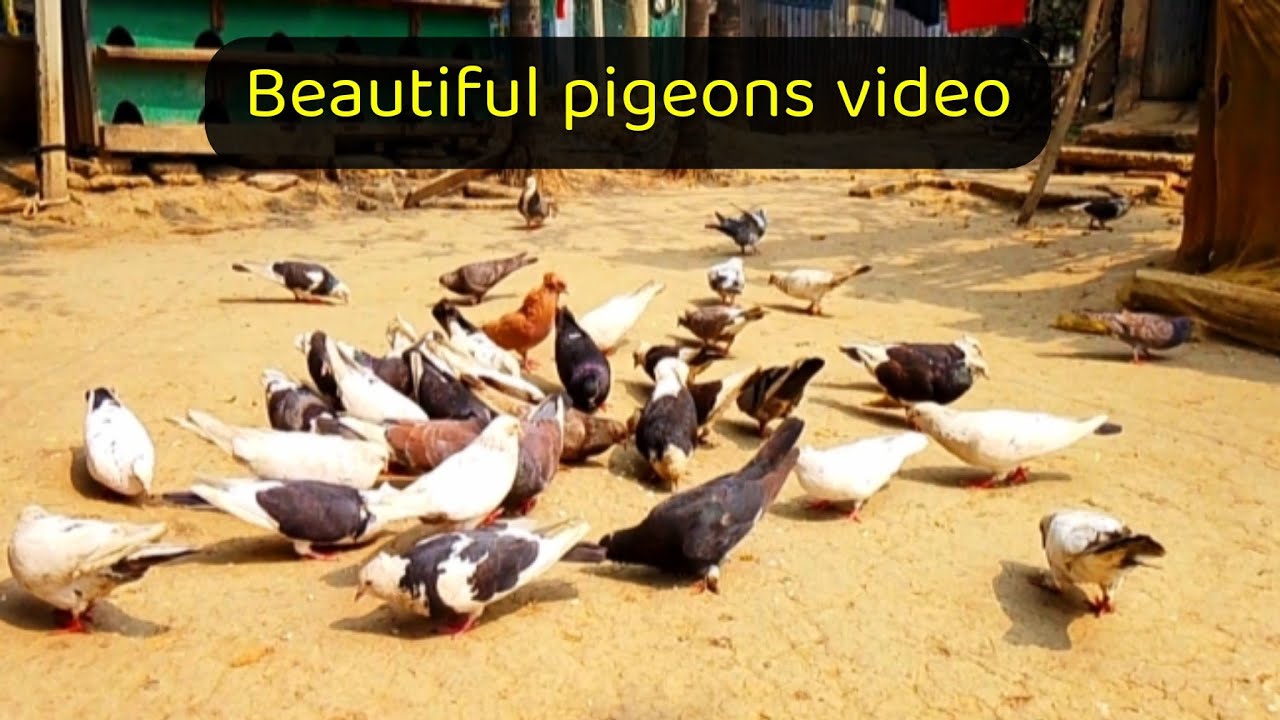 গিরিবাজ কবুতর | দেশি গিরিবাজ কবুতর | beautiful pigeons video | amazing pigeons video,pigeons video 