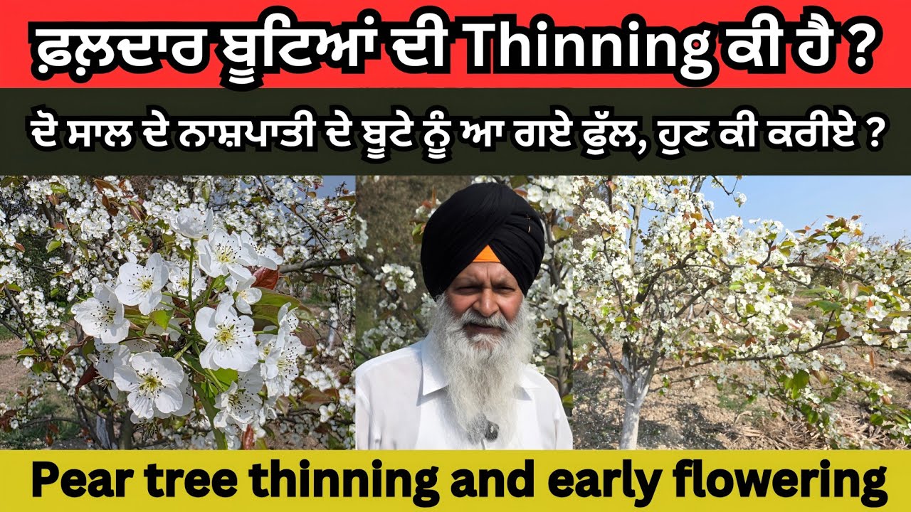 Pear tree thinning and early flowering। ਦੋ ਸਾਲ ਦੇ ਨਾਸ਼ਪਾਤੀ ਦੇ ਬੂਟੇ ਨੂੰ ਆ ਗਏ ਫੁੱਲ, ਕੀ ਕਰੀਏ ਹੁਣ?