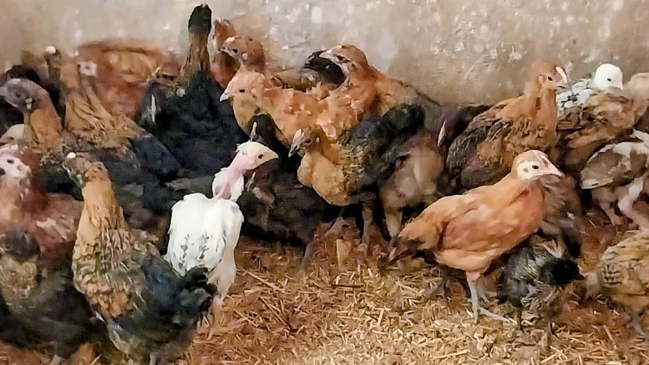 لو عاوزة تحمى طيورك من الشوطة شوفى الفديو دة 