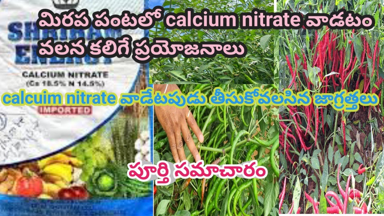 mirapa pantalo calcium nitrate |calcium nitrate fertilizer benifits | calcium nitrate use in telugu