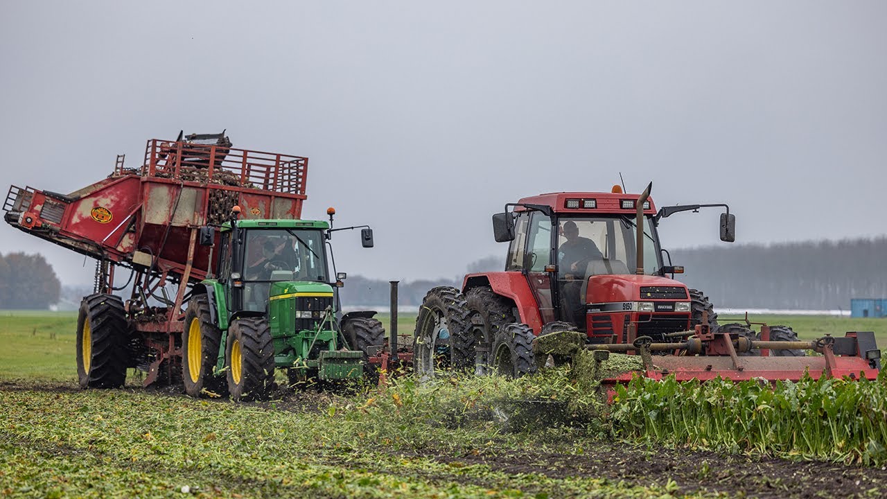 2 fasen bieten rooien | Case Maxxum 5150 & John Deere 6610 | Moreau ontbladeraar en WKM bietenrooier