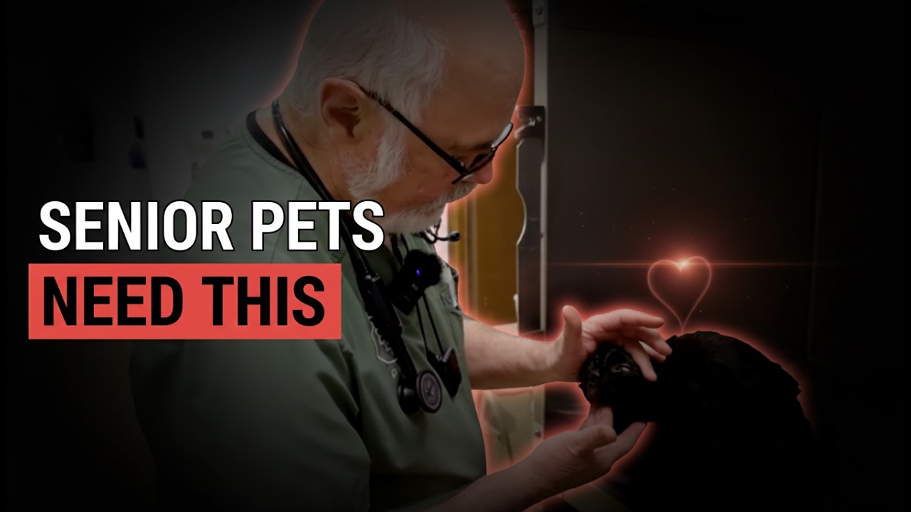 Celebrating Senior Pets: How Older Dogs and Cats Thrive With Love and Care