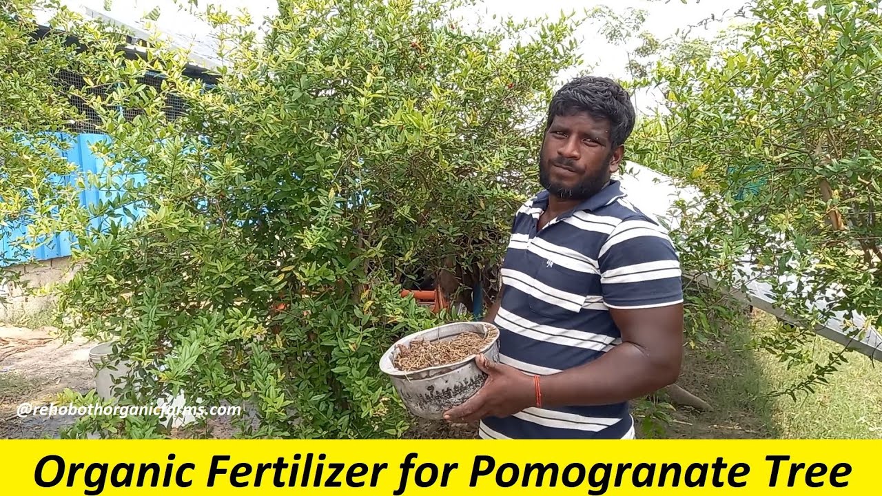 How to fertilize Pomegranate trees - Fertilizing Schedule & Guide / Pomegranate Farming