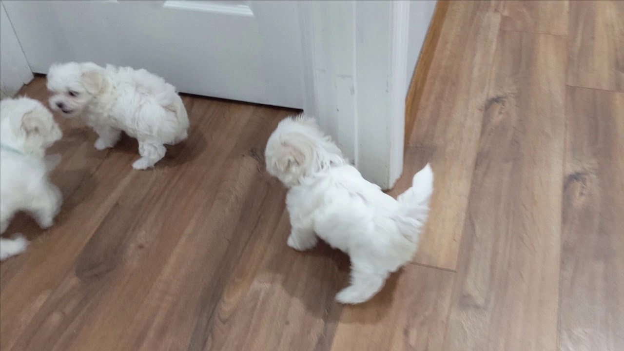 Maltese Puppies Playing