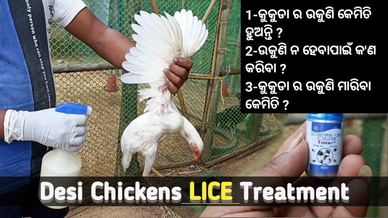 Desi Chickens Lice Treatment || Tips to Control Lice