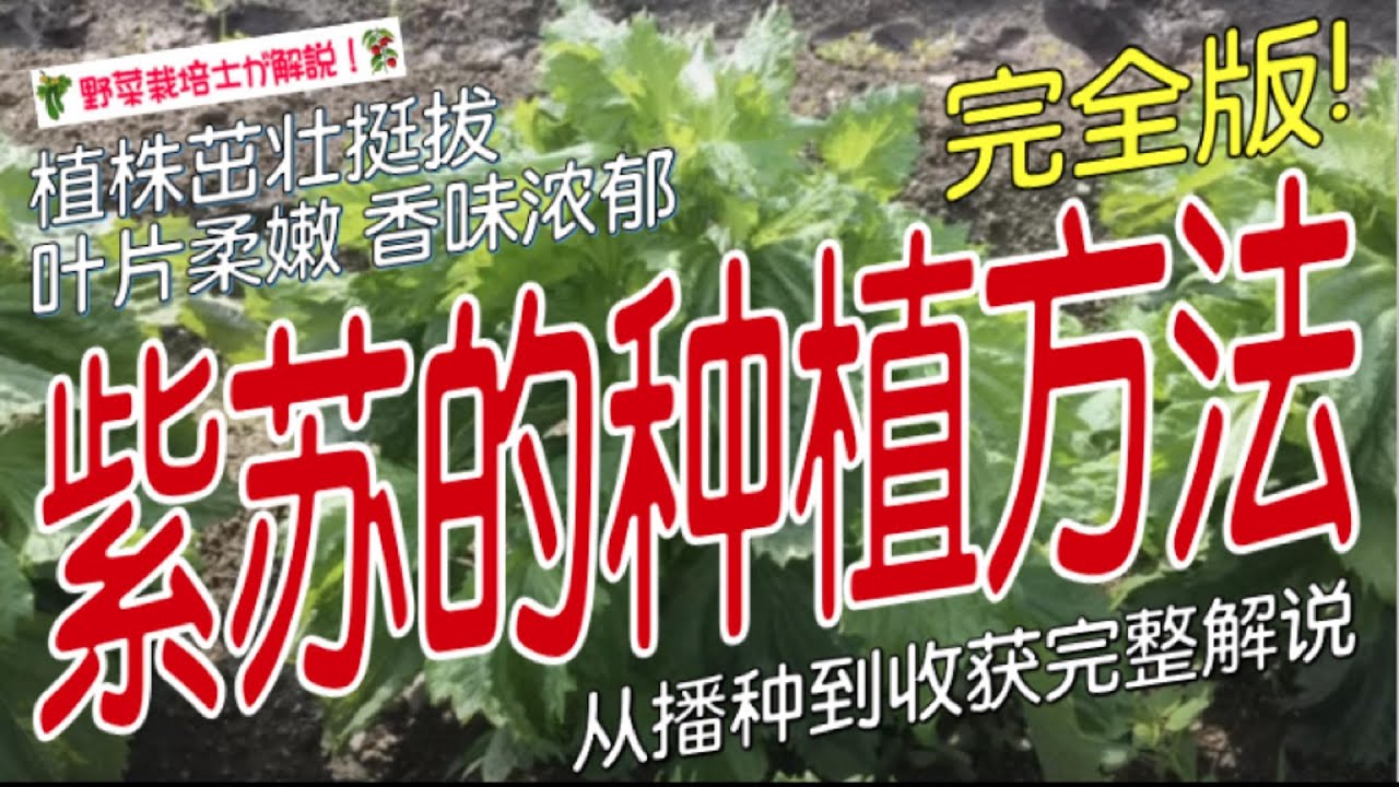《紫苏的种植方法》紫苏种植终极指南：从一颗种子到无限采收，新手也能轻松爆盆 掌握这几个关键技巧，叶子多到吃不完！