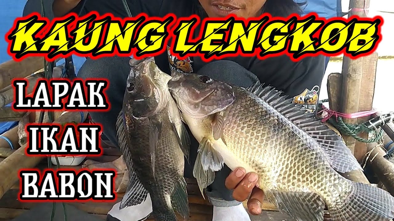 LAPAK IKAN BADOT || MANCING NILA CIRATA PALUMBON SPOT KAUNG LENGKOB