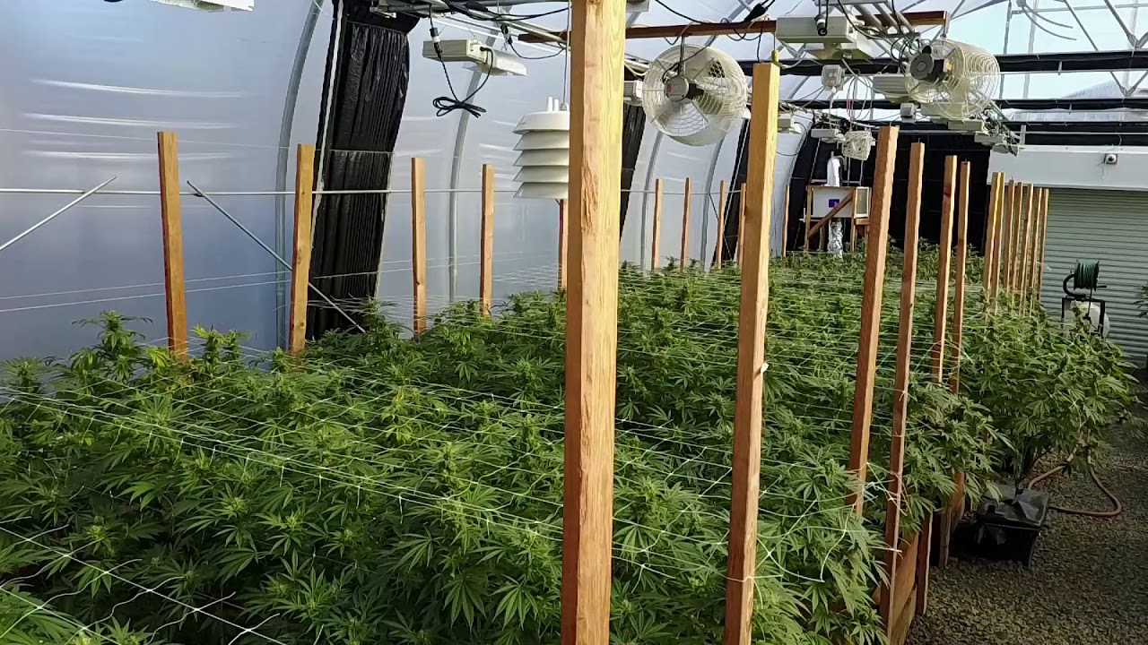 Cannassentials GreenHouse 2 4