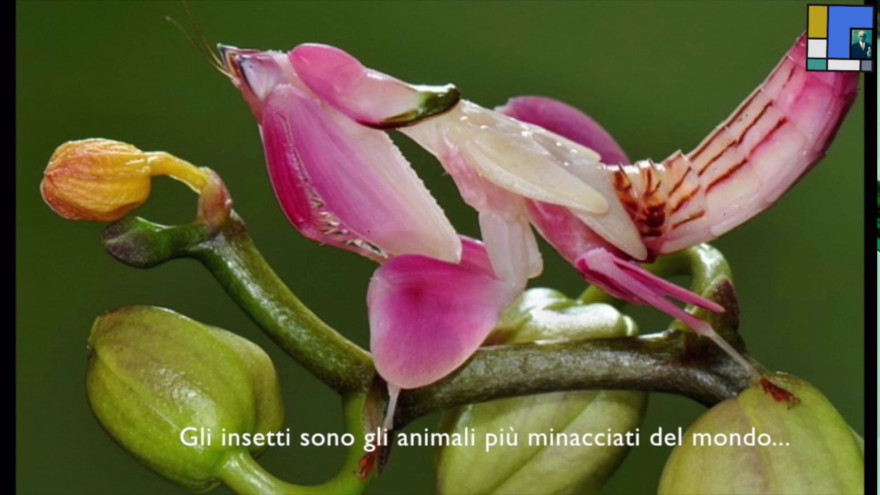 IL DECLINO GLOBALE DEGLI INSETTI