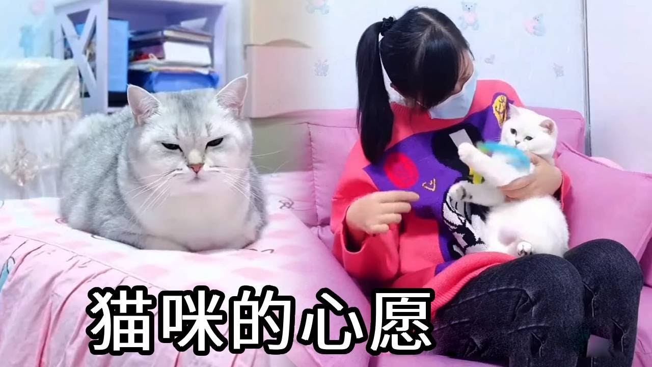 偏心主人关爱小圆子，对七宝却视若无睹！谁知七宝竟早已去世【七宝小圆子】