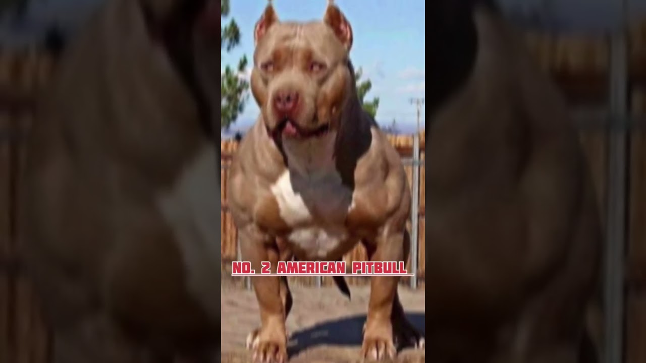 Top 5 Aggressive Dogs breed 👽 