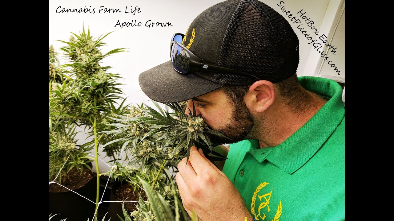 Cannabis Farm Life: Apollo Grown