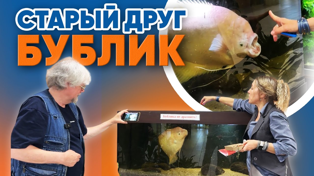 Аквариумные новости с Владимиром Ковалёвым (23.05.2025). Старый друг БУБЛИК.