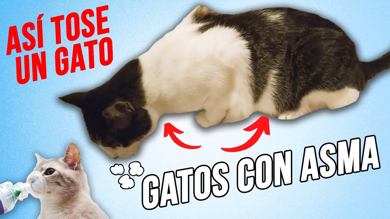 GATOS con ASMA, que TOSEN y JADEAN 🌬️😾 | Cómo ponerle el INHALADOR de forma FÁCIL