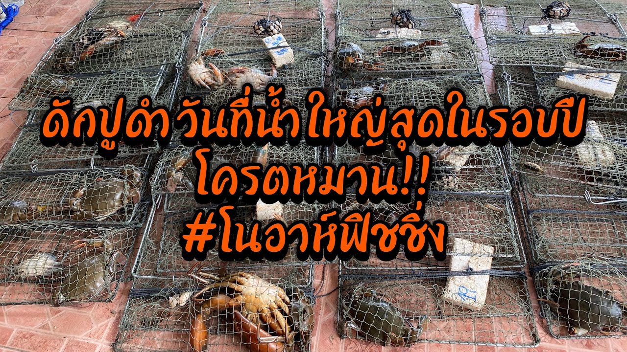 ดักปูดำในป่าโกงกาง วันที่น้ำใหญ่สุดในรอบปี สุดท้ายแบกกลับเกือบไม่รอด