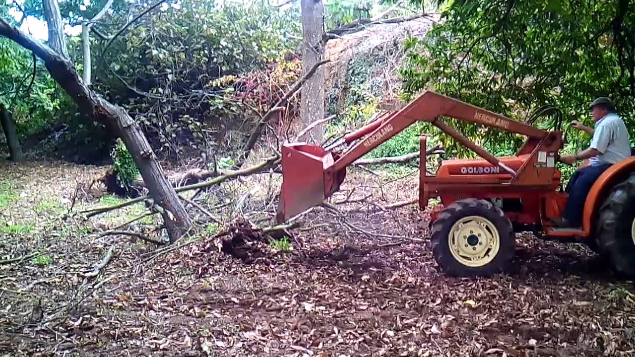 Removing a dead tree - Goldoni 614D