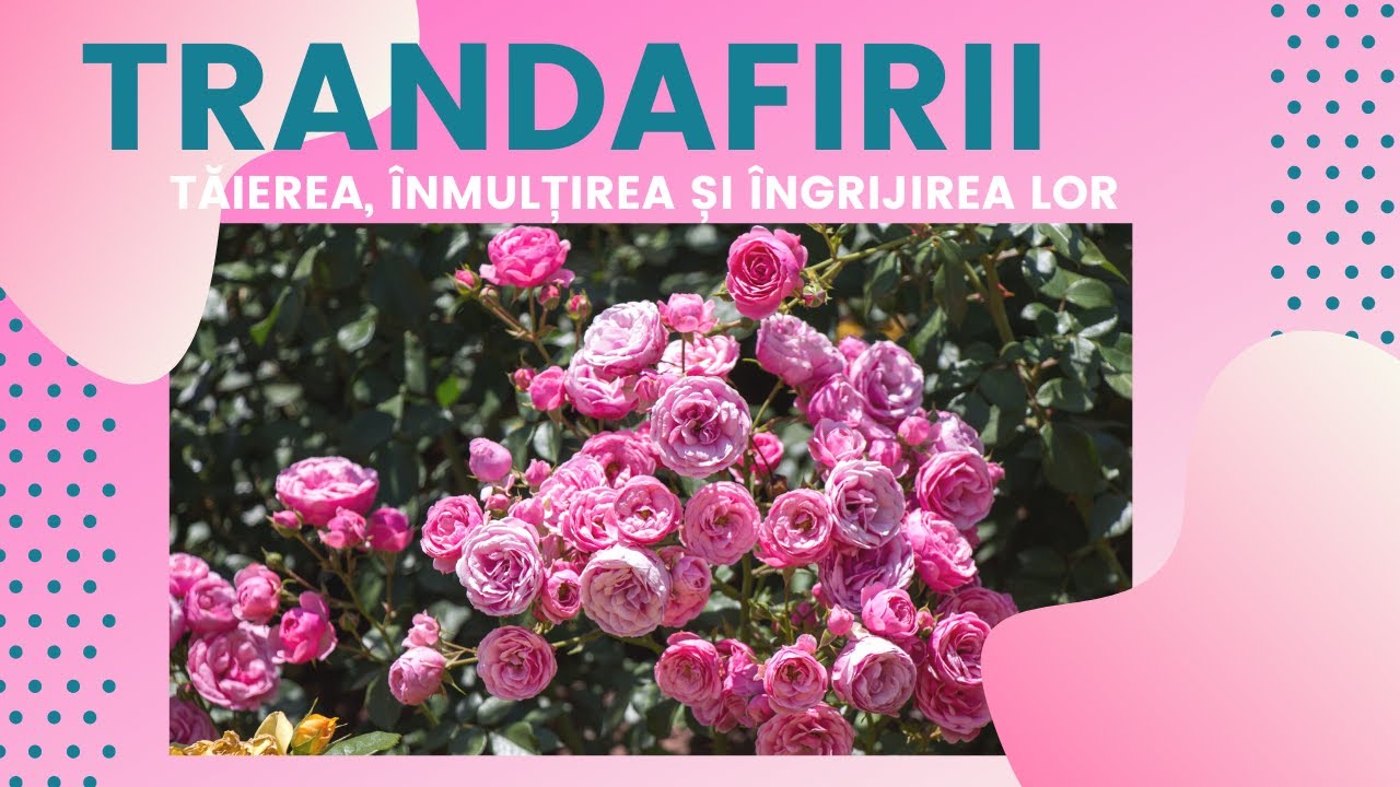 Trandafirii - taierea, inmultirea si intretinerea lor | Viata in gradina