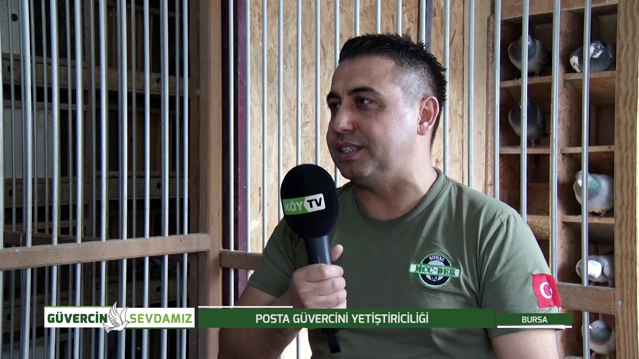 GÜVERCİN SEVDAMIZ | POSTA GÜVERCİNİ YETİŞTİRİCİLİĞİ