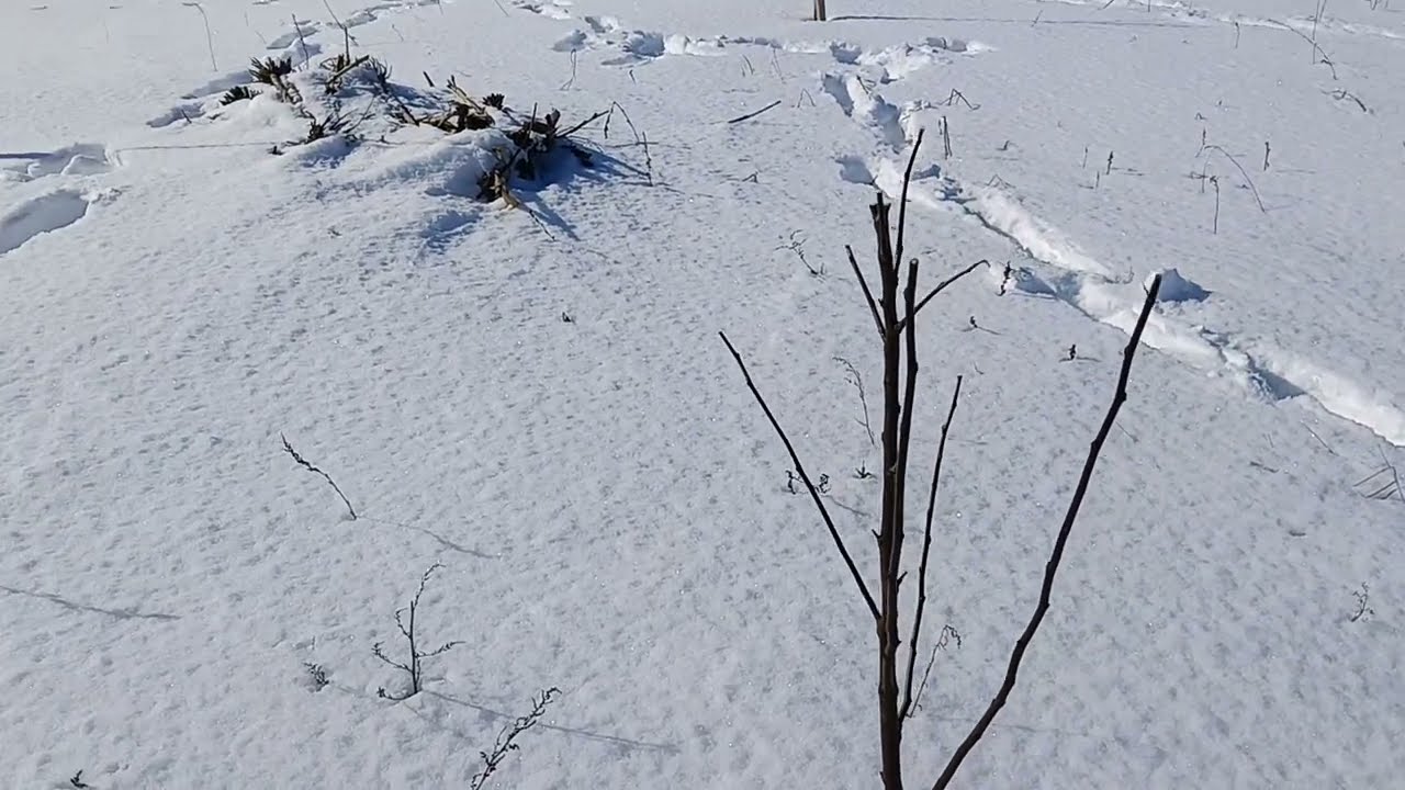 21 02 2026 Поновлення сортів полуниці, моя думка  Що садитиму в 2026році
