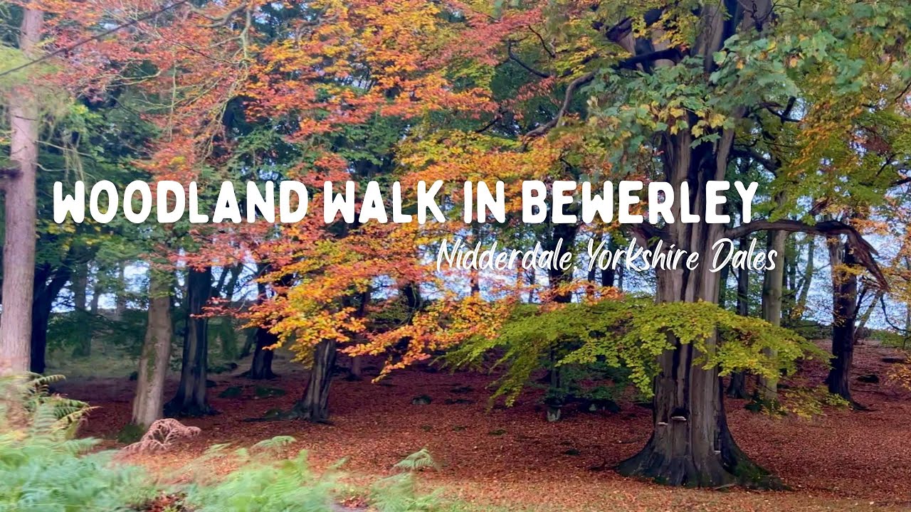 Autumn Woodland Walk | Bewerley, Nidderdale | English Countryside | Yorkshire Walking Girl