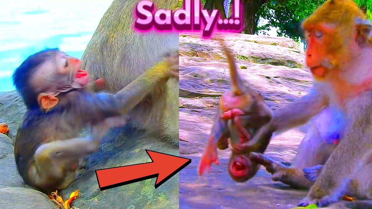Really Head Hit Hard Rock After Wrong Skill Training To P_oorest B_aby...! Primate Kh