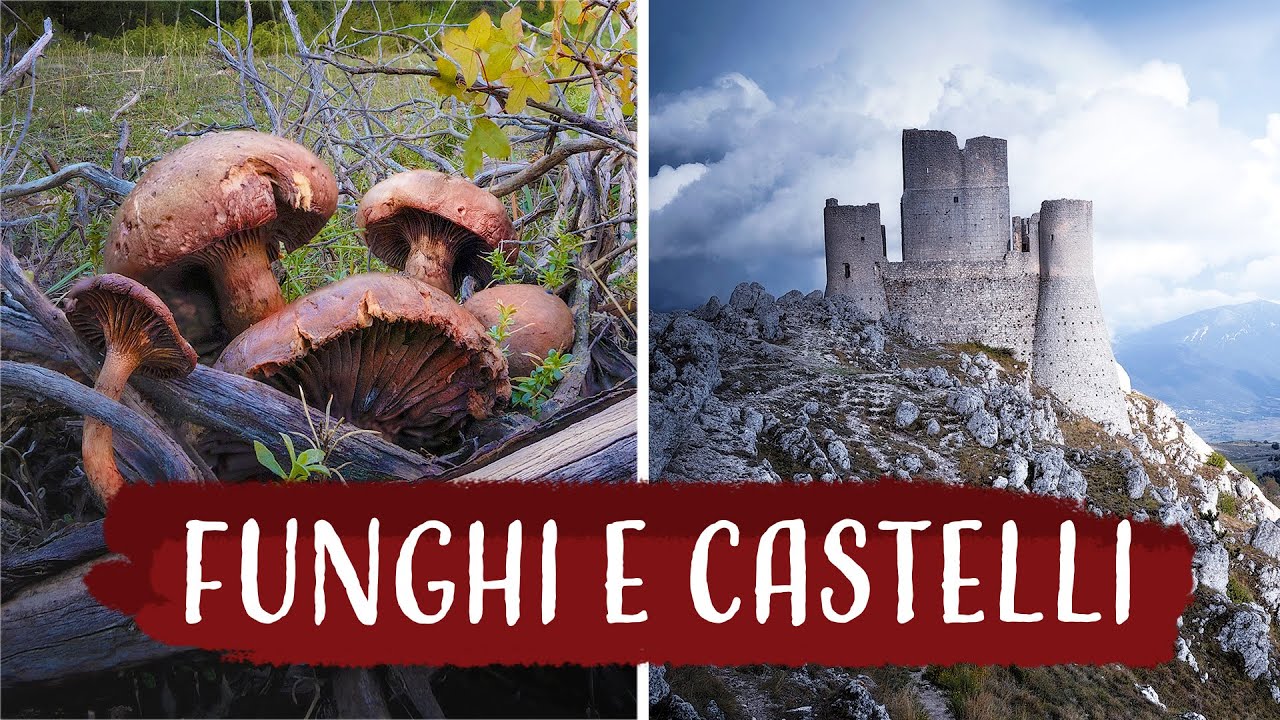 Dark Mood e Funghi: Fotografia Paesaggistica in Autunno - Feels Hunter
