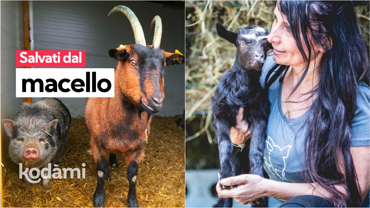 Santuario Porcikomodi, dove gli animali salvati dal macello possono vivere in libertà