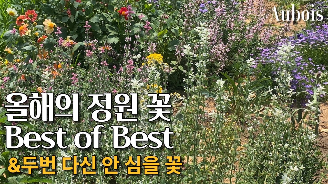 봄부터 서리내릴때 까지 핀  올해의 꽃 Best / 한 포기 들여놓으면 군락을 이루는 다년생 꽃/ 잘 생각하고 심어야 할 식물 / 정원가꾸기