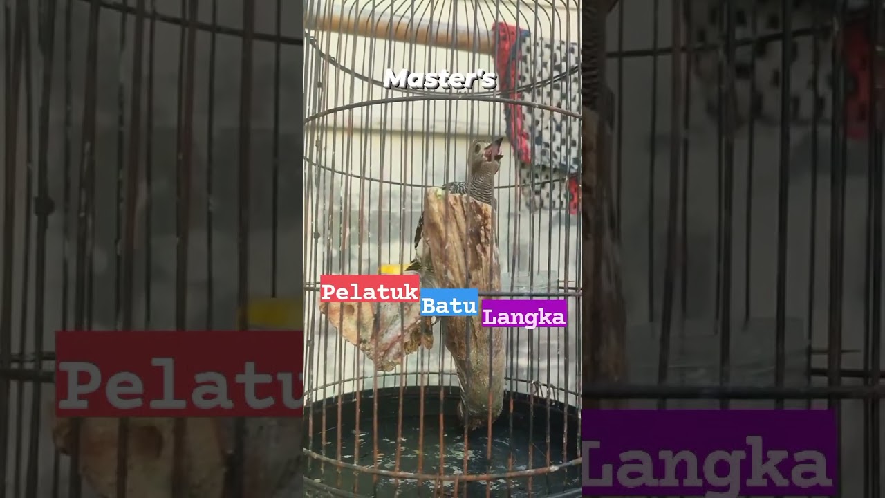 Burung pelatuk batu jinak gacor #burungpelatuk #pelatukbatu #masteranmuraibatu #kicaumania #bird