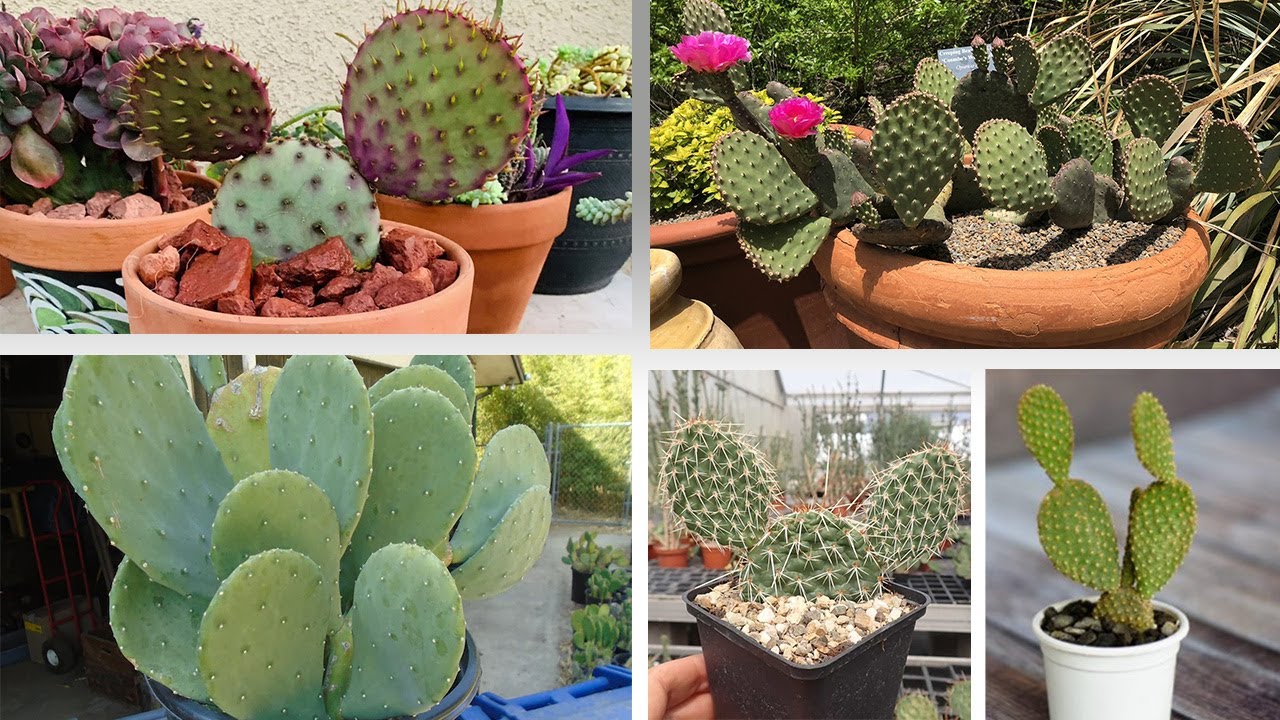 18 Tipos de Cactus OPUNTIA o NOPAL Ideales para tener en macetas !